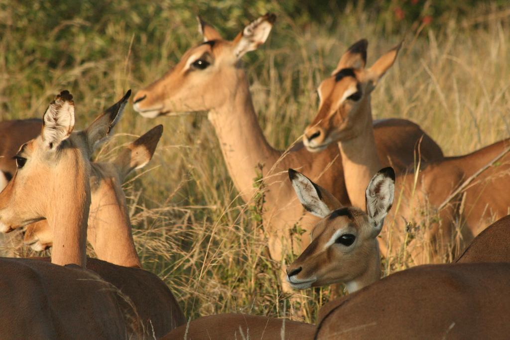 Blyde River Cabins Hoedspruit Zewnętrze zdjęcie